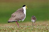 Masked Lapwingborder=